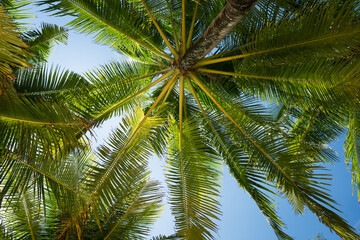 Fototapeta premium Beautiful Palm trees against blue sky.Amazing coconut trees on island blue sky and clouds background. sun light in summer.