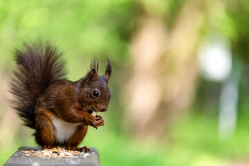 Eichhörnchen beim fressen
