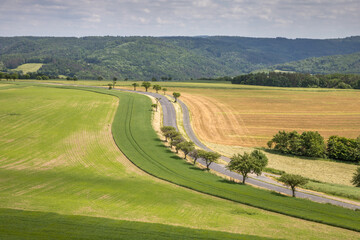 winding road with trees between fields on a sunny day - obrazy, fototapety, plakaty