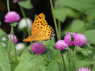 Obraz premium ツマグロヒョウモン