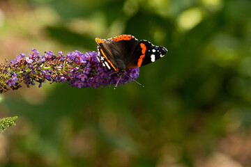 Closeup of painted Lady butterfly on a plant searching for food