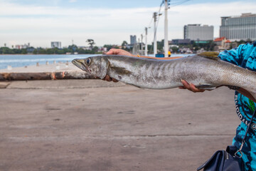 The Woman and the freshly caught fish