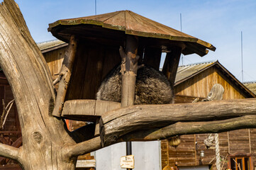 Obraz premium Small wooden house for a raccoon on a pole