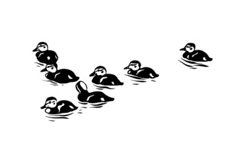 Ducklings on the water. Drawing on a white background. Vector illustration.