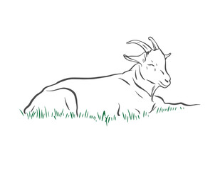 A goat in a meadow. Vector illustration. A hand-drawn drawing.