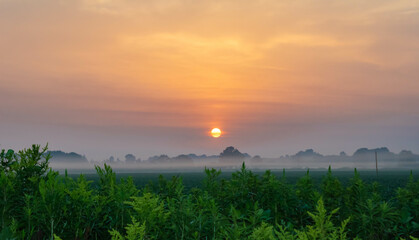 Obraz premium Foggy dawn with the sun in the background and green plants in the foreground