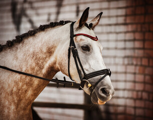 Portrait of a beautiful light dapple horse with a bridle on its muzzle, which stands near the brick...