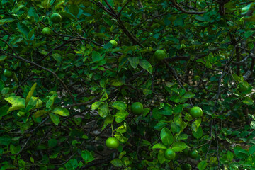 Close up of green lemons grow on the lemon tree in a garden background  harvest citrus fruit thailand.