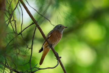 Fototapeta premium Muscicapa striata sit on tree Spotted flycatcher sit on branch Volgograd region, Russia.
