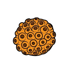 Round sponge  color variation for coloring page isolated on white background