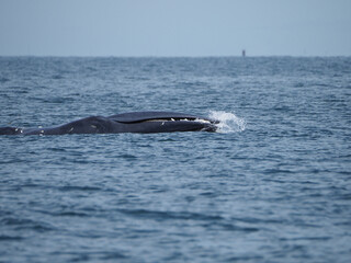 Fototapeta premium Huge Whale Bruda feed on a wide variety of fish in gulf of Thailand. Bryde's whale head up to eating small fish at Thailand tropical sea.