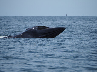 Huge Whale Bruda feed on a wide variety of fish in gulf of Thailand. Bryde's whale head up to...