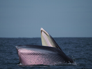 Huge Whale Bruda feed on a wide variety of fish in gulf of Thailand. Bryde's whale head up to eating small fish at Thailand tropical sea. © Jatuporn