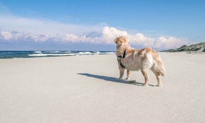 Beautiful Golden Retriever dog on beach.
