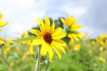 ひまわり 向日葵 ヒマワリ 夏 黄色 鮮やか かわいい 綺麗 夏の風景 グリーン 明るい