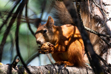 Red squirrel eat nuts on spring scene, Sciurus vulgaris