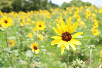 ひまわり 向日葵 ヒマワリ 夏 黄色 鮮やか かわいい 綺麗 夏の風景 グリーン さわやか 自然