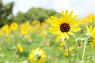 ひまわり 向日葵 ヒマワリ 夏 黄色 鮮やか かわいい 綺麗 夏の風景 グリーン パステル