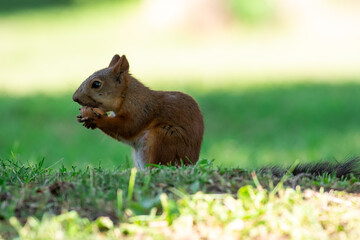 Red squirrel eat nuts on spring scene, Sciurus vulgaris