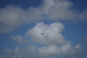 テキサス州コーパスクリスティの海鳥