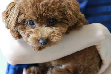 ティーカッププードル