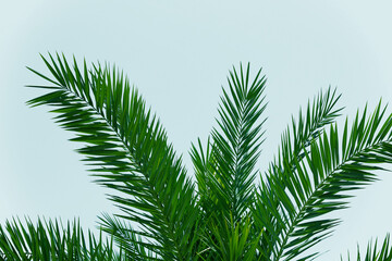Green branches of a palm tree from below on a white background