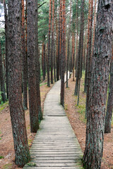 Wooden footpath in a pine forest. Natural park in Latvia