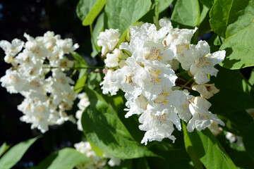 tree flower image for design