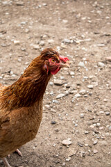 Funny brown hen looking and posing to camera. Close up portrait.