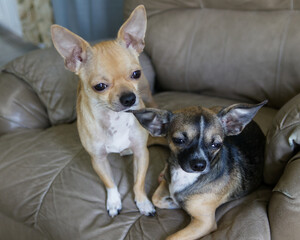 chihuahua dogs on a recliner looking off-camera