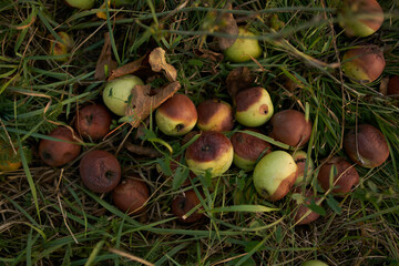 fallen apples on the grass fruit nature