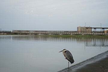 テキサス州コーパスクリスティの海と鳥