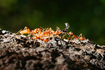 Picture of a swarm of red ants helping to transport black ants to the nest.