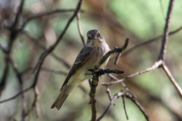 Muscicapa striata sit on tree
Spotted flycatcher sit on branch Volgograd region, Russia.
