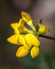 a common horn clover with yellow flowers