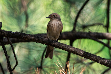 Muscicapa striata sit on tree
Spotted flycatcher sit on branch Volgograd region, Russia.
