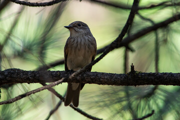 Muscicapa striata sit on tree
Spotted flycatcher sit on branch Volgograd region, Russia.
