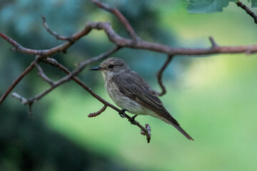 Muscicapa striata sit on tree
Spotted flycatcher sit on branch Volgograd region, Russia.
