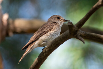 Muscicapa striata sit on tree
Spotted flycatcher sit on branch Volgograd region, Russia.
