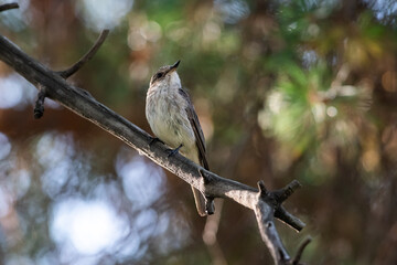 Muscicapa striata sit on tree
Spotted flycatcher sit on branch Volgograd region, Russia.
