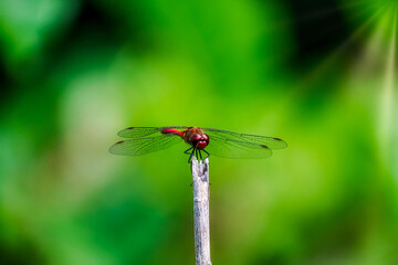 Red dragonfly on a stick against green background