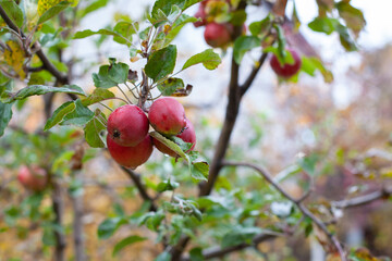 Ripe apples on branches. Red large apples with green leaves hanging on tree in autumn garden and ready for harvest. 
