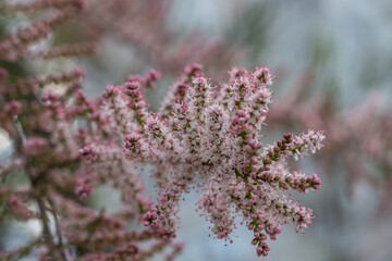 Blooming of Tamarix green plant with pink flowers