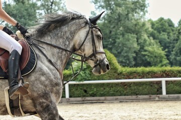 Horses in the arena, on a competition