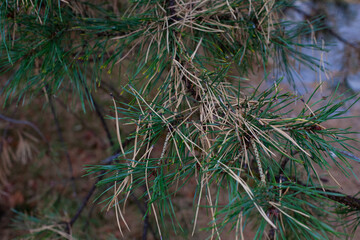 Naklejka premium Pine needles on background of forest. Macro of green and dry yellow needles on spruce branches of pine tree on sunny autumn day. 