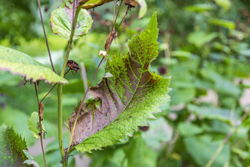 A withered sickly leaf of a green plant. Consequences of chemical treatment with pesticides