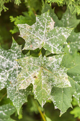 A withered sickly leaf of a green plant. Consequences of chemical treatment with pesticides