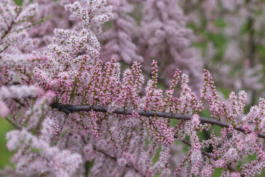 Soft blooming of Tamarix or tamarisk plant with pink flowers