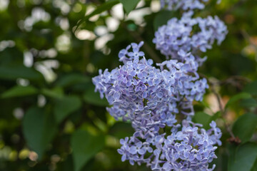 Colorful purple lilacs blossoms with green leaves. Floral pattern. Lilac background texture. Lilac wallpaper