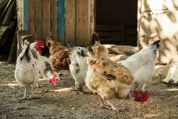 Chickens peck grain near the hen house